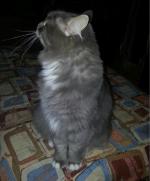 Корм Blitz Adult Cat с мясом индейки фото