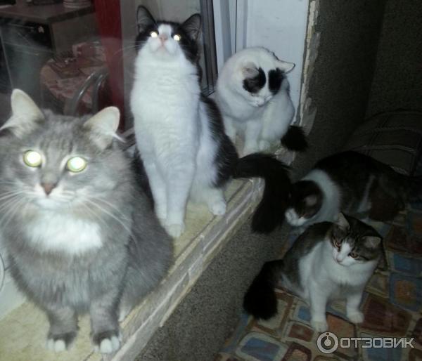 Корм Blitz Adult Cat с мясом индейки фото