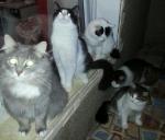 Корм Blitz Adult Cat с мясом индейки фото