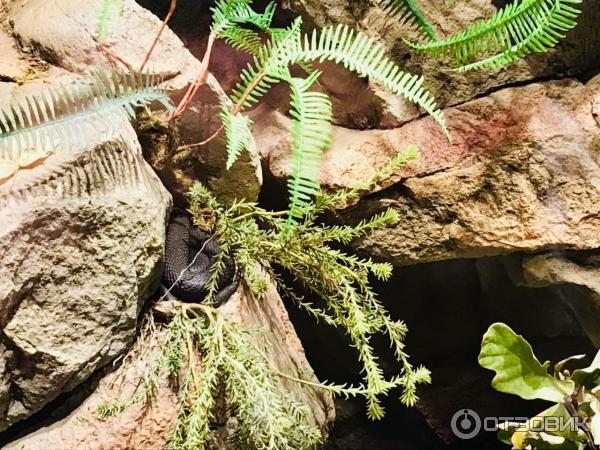 Музей под открытым небом Skansen фото