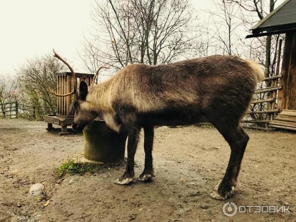 Музей под открытым небом Skansen фото