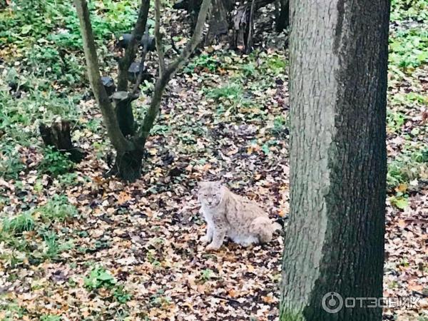 Музей под открытым небом Skansen фото