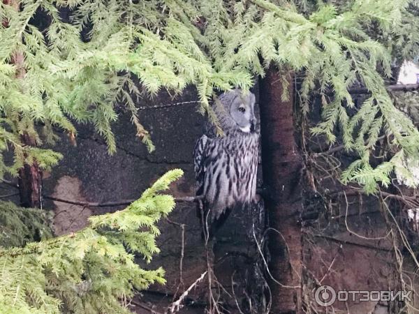 Музей под открытым небом Skansen фото