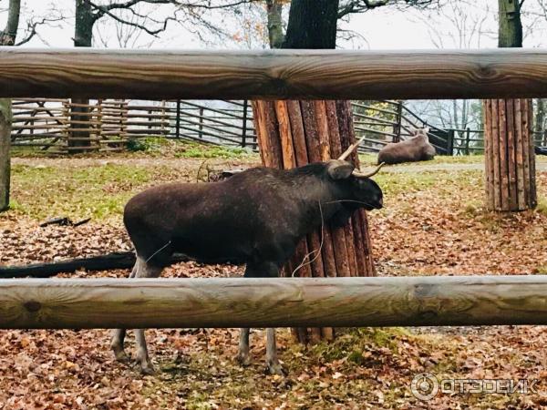 Музей под открытым небом Skansen фото