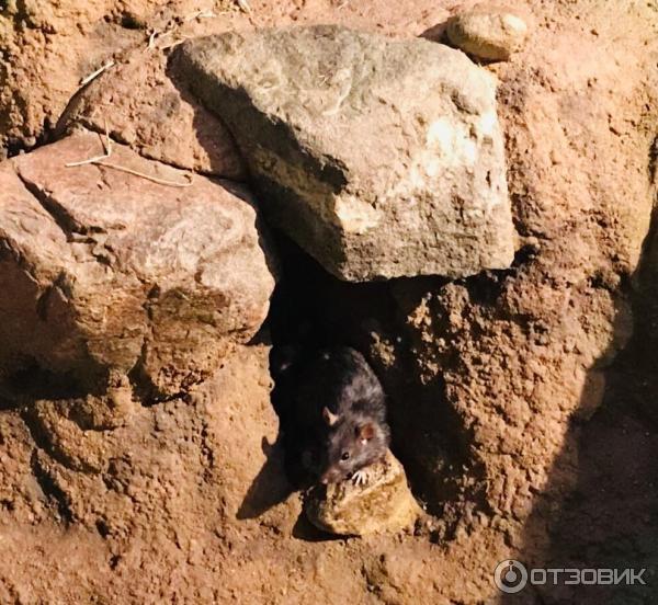 Музей под открытым небом Skansen фото