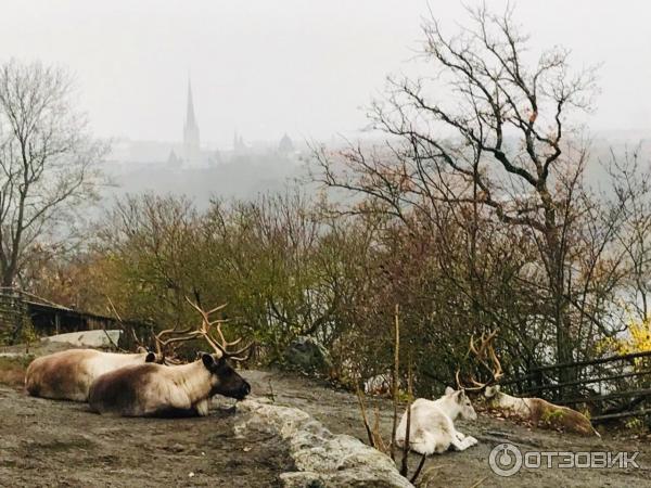 Музей под открытым небом Skansen фото