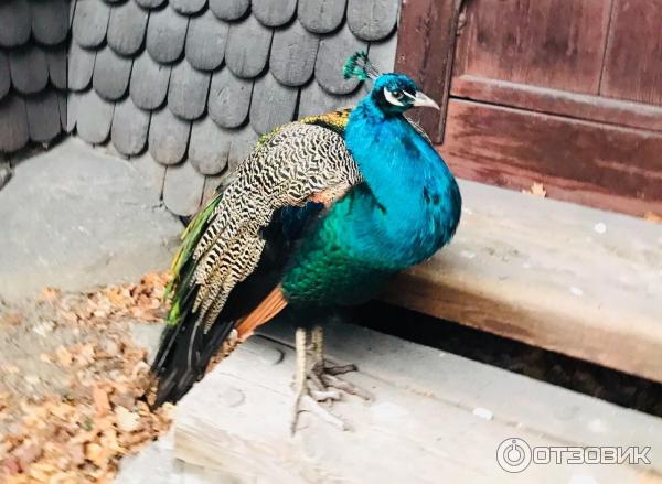 Музей под открытым небом Skansen фото