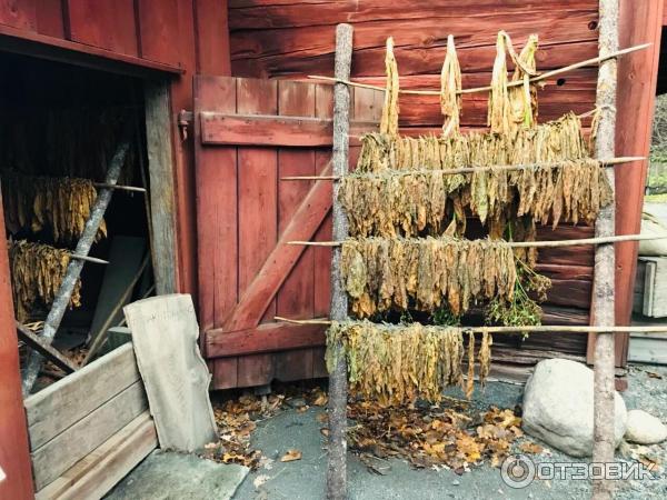 Музей под открытым небом Skansen фото