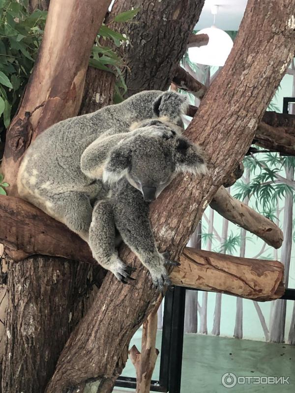 Khao kheow zoo. Кхао Кхео зоопарк. Кхао Кхео Паттайя. Зоопарк в Таиланде Кхао Кхео. Зоопарк в Тайланде Паттайя.