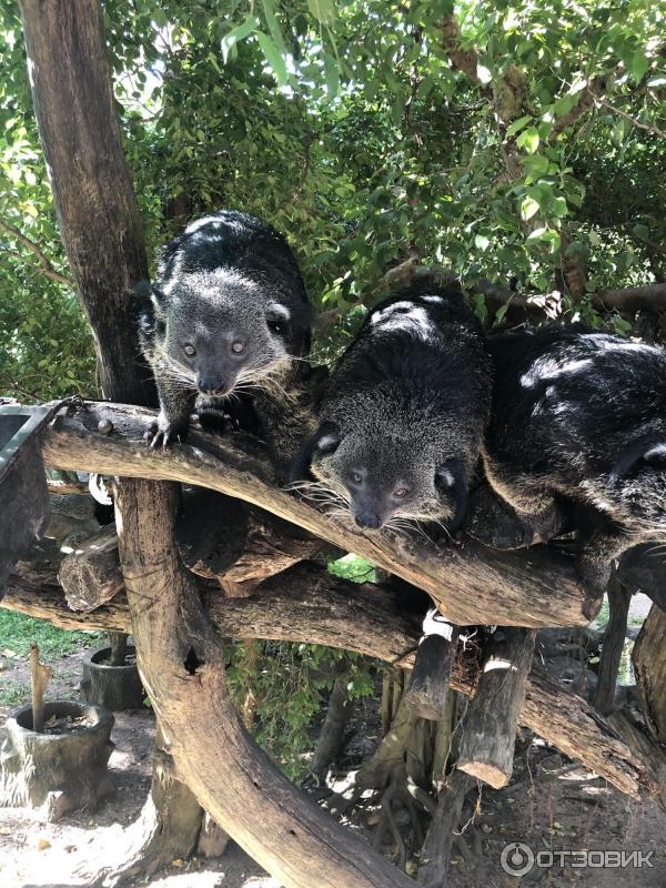 Khao kheow zoo. Кхао Кхео Таиланд. Парк Кхао Кхео. Тайский зоопарк Кхао Кхео. Открытый зоопарк Кхао Кхео Паттайя.