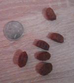 Корм для собак All dogs фото