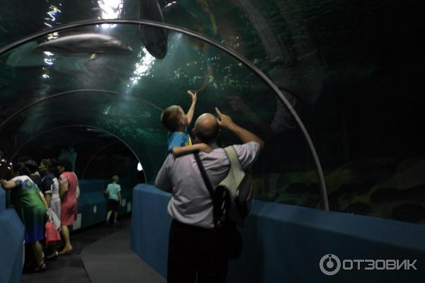 Туннельный океанариум Адлер. Сочинский океанариум Сочи. Manila Ocean Park. Manila Ocean Park Филиппины.