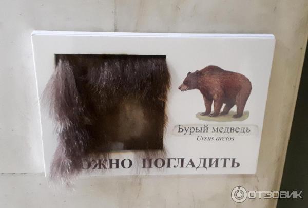Государственный Дарвиновский музей (Россия, Москва) фото