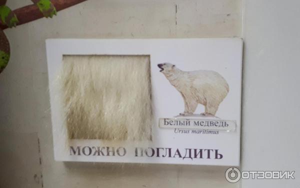 Государственный Дарвиновский музей (Россия, Москва) фото
