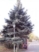 Воскресенский сквер (Россия, Омск) фото