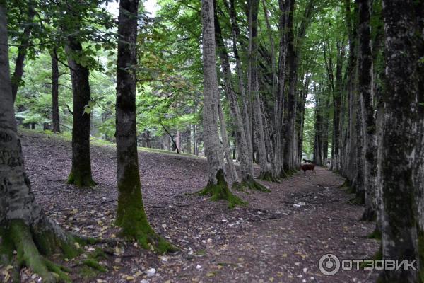 Экскурсия в каньон Окаце (Грузия, Имеретия) фото