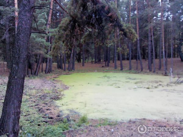 Отдых на озере Горькое (Россия, Алтайский край) фото